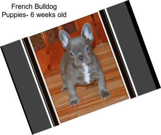 French Bulldog Puppies- 6 weeks old