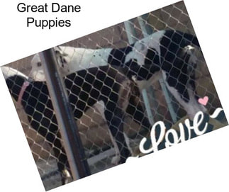 Great Dane Puppies