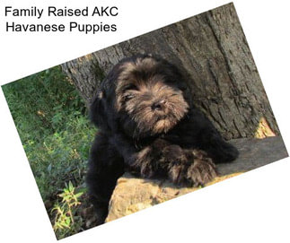 Family Raised AKC Havanese Puppies
