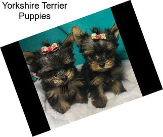 Yorkshire Terrier Puppies