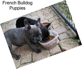 French Bulldog Puppies