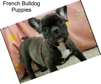 French Bulldog Puppies