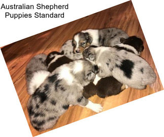 Australian Shepherd Puppies Standard