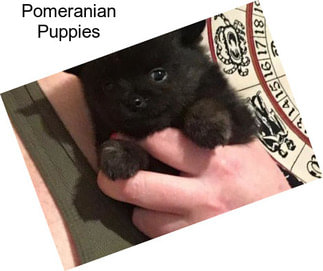 Pomeranian Puppies