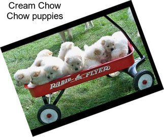 Cream Chow Chow puppies