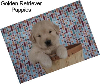 Golden Retriever Puppies