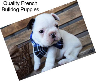 Quality French Bulldog Puppies