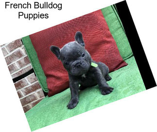 French Bulldog Puppies