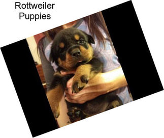 Rottweiler Puppies