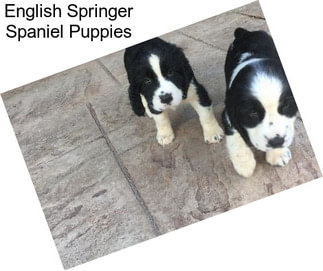 English Springer Spaniel Puppies