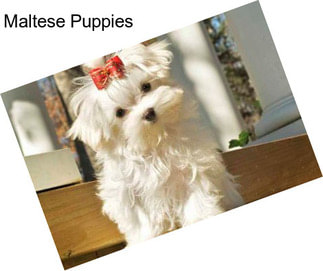 Maltese Puppies