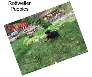 Rottweiler Puppies