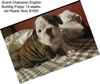 Grand Champion English Bulldog Puppy 13 weeks old Ready Now $1500