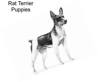 Rat Terrier Puppies