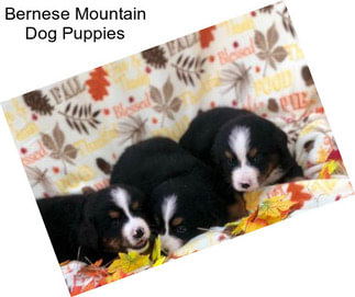 Bernese Mountain Dog Puppies