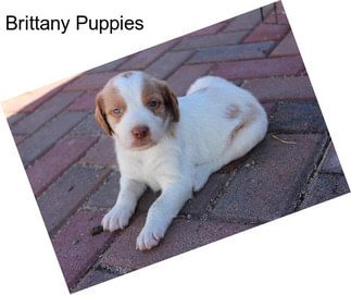 Brittany Puppies