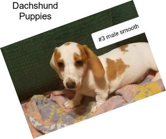 Dachshund Puppies