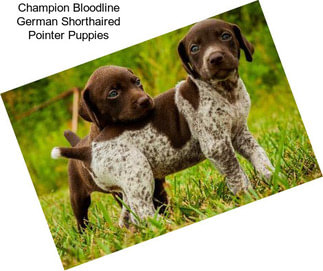 Champion Bloodline German Shorthaired Pointer Puppies