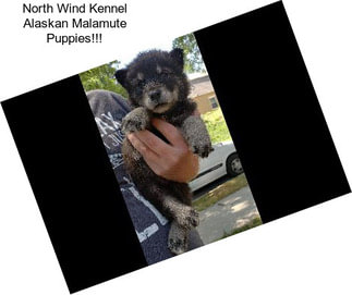 North Wind Kennel Alaskan Malamute Puppies!!!