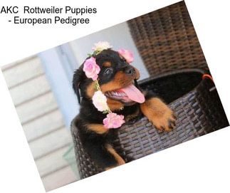 AKC  Rottweiler Puppies - European Pedigree