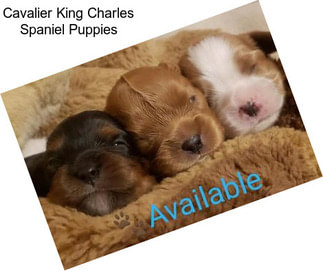 Cavalier King Charles Spaniel Puppies