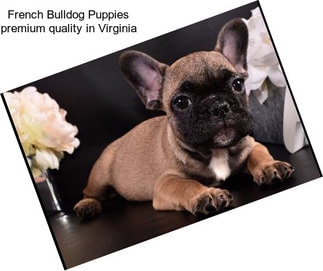 French Bulldog Puppies premium quality in Virginia