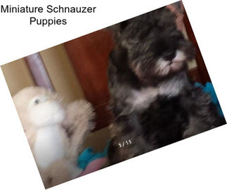 Miniature Schnauzer Puppies