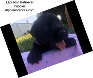 Labrador Retriever Puppies Alphalabradors.com
