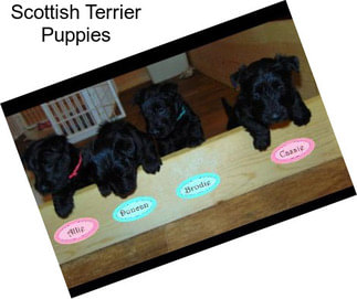 Scottish Terrier Puppies