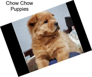 Chow Chow Puppies