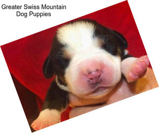 Greater Swiss Mountain Dog Puppies