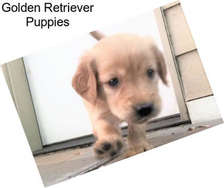 Golden Retriever Puppies