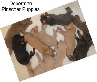 Doberman Pinscher Puppies