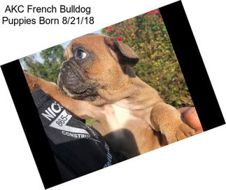 AKC French Bulldog Puppies Born 8/21/18