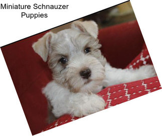 Miniature Schnauzer Puppies