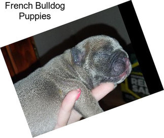 French Bulldog Puppies