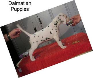 Dalmatian Puppies