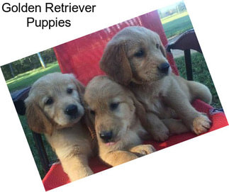 Golden Retriever Puppies