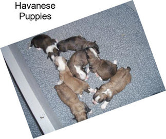 Havanese Puppies