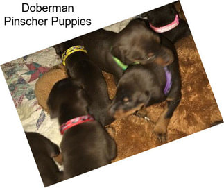 Doberman Pinscher Puppies