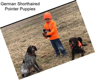 German Shorthaired Pointer Puppies