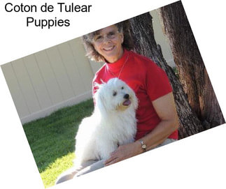 Coton de Tulear Puppies