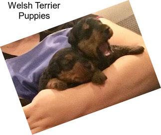 Welsh Terrier Puppies