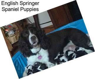 English Springer Spaniel Puppies