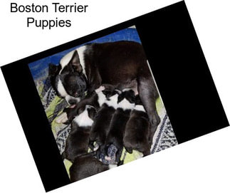 Boston Terrier Puppies