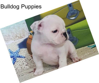 Bulldog Puppies