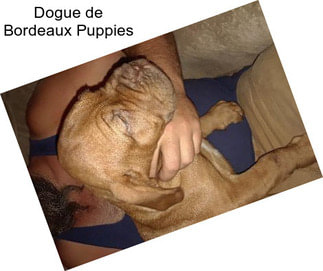 Dogue de Bordeaux Puppies