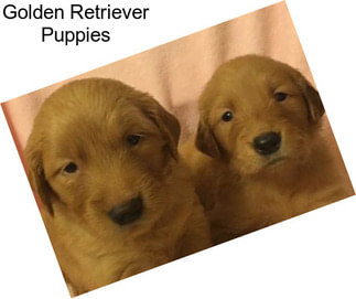 Golden Retriever Puppies