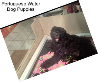 Portuguese Water Dog Puppies
