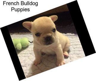 French Bulldog Puppies